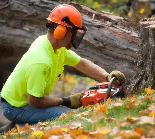 tree services West Freehold